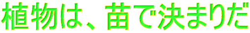 植物は、苗で決まりだ 